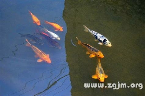 夢見魚在地上|夢見魚在地上，夢到魚在地上是什麽意思？